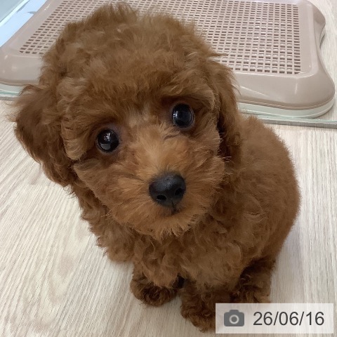 沖縄県のトイプードル(トイ) (ペットプラス 南風原店/2026年4月8日生まれ/女の子/レッド)の子犬の3枚目の画像