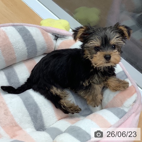 熊本県のヨークシャーテリア (ペットプラス 熊本店/2026年4月15日生まれ/男の子/スチールブルータン)の子犬の3枚目の画像