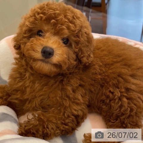 福岡県のトイプードル(トイ) (ペットプラス MARK IS 福岡ももち店/2026年4月15日生まれ/男の子/レッド)の子犬の4枚目の画像