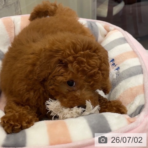 福岡県のトイプードル(トイ) (ペットプラス MARK IS 福岡ももち店/2026年4月15日生まれ/男の子/レッド)の子犬の3枚目の画像