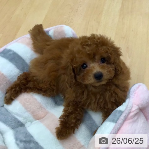 熊本県のトイプードル(トイ) (ペットプラス 熊本店/2026年4月15日生まれ/女の子/レッド)の子犬の3枚目の画像