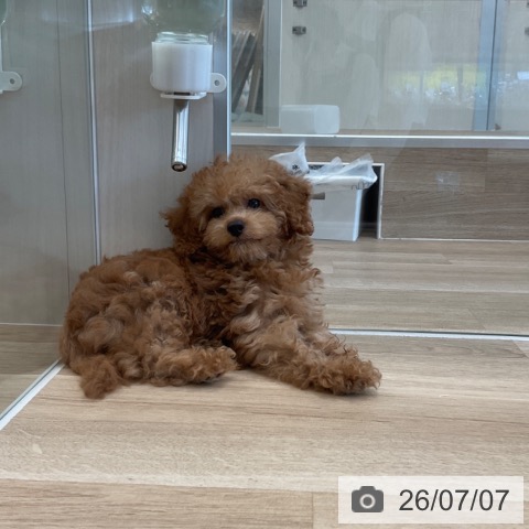 福岡県のトイプードル(トイ) (ペットプラス ららぽーと福岡店/2026年4月15日生まれ/男の子/アプリコット)の子犬の4枚目の画像