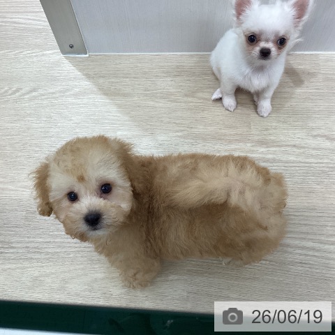 沖縄県のトイプードル(トイ) (ペットプラス 沖縄ライカム店/2026年4月15日生まれ/男の子/アプリコット)の子犬の4枚目の画像