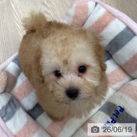 沖縄県のトイプードル(トイ) (ペットプラス 沖縄ライカム店/2026年4月15日生まれ/男の子/アプリコット)の子犬の3枚目の画像