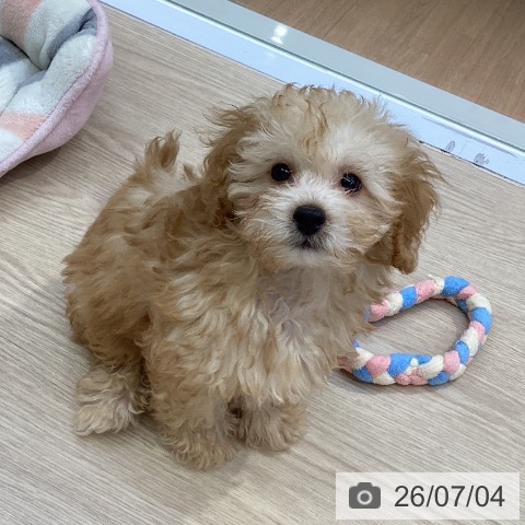 沖縄県のトイプードル(トイ) (ペットプラス 沖縄ライカム店/2026年4月15日生まれ/男の子/アプリコット)の子犬の3枚目の画像