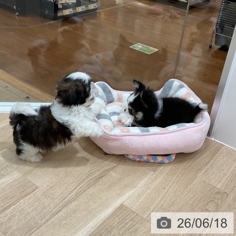 チワワの写真