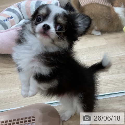 チワワの写真