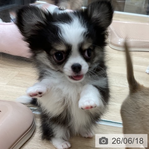 チワワの写真