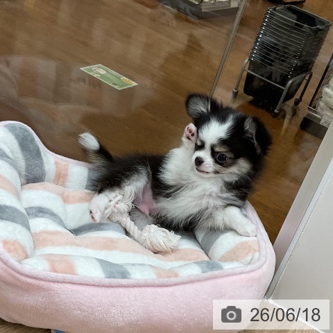 チワワの写真