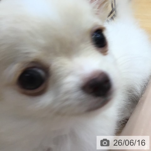 チワワの写真