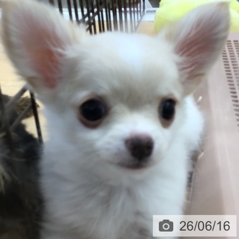 チワワの写真