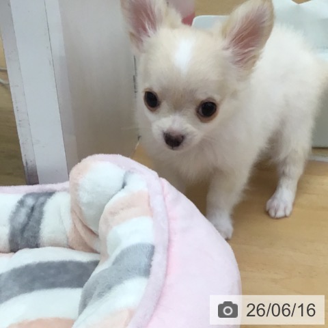 チワワの写真