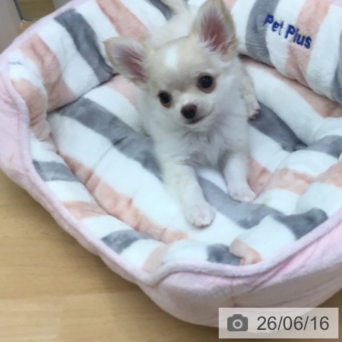 チワワの写真