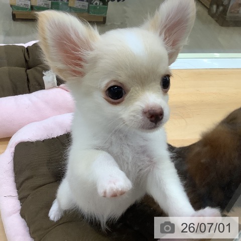 福岡県のチワワ(ロング) (ペットプラス 福岡店/2026年4月3日生まれ/男の子/ホワイトクリーム)の子犬の3枚目の画像
