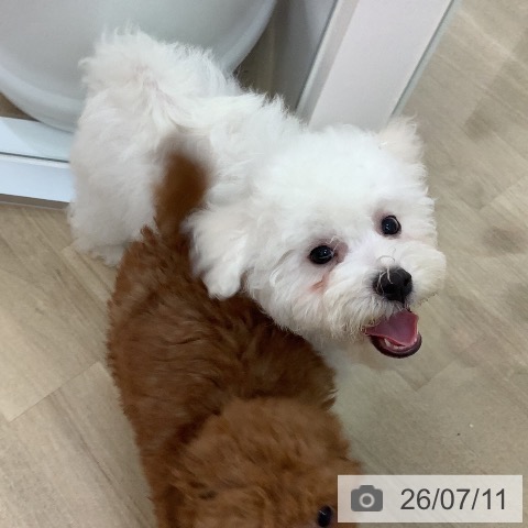 宮崎県のビションフリーゼ (ペットプラス 宮崎店/2026年4月7日生まれ/男の子/ホワイト)の子犬の4枚目の画像
