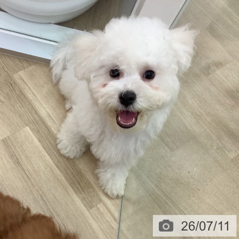 宮崎県のビションフリーゼ (ペットプラス 宮崎店/2026年4月7日生まれ/男の子/ホワイト)の子犬の3枚目の画像