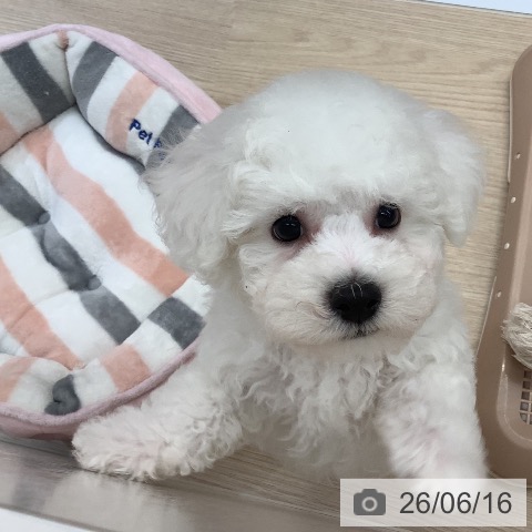 沖縄県のビションフリーゼ (ペットプラス 南風原店/2026年4月7日生まれ/男の子/ホワイト)の子犬の3枚目の画像
