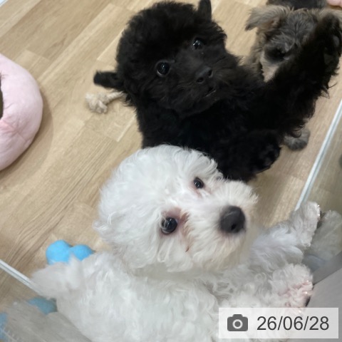 福岡県のビションフリーゼ (ペットプラス 八幡東店/2026年4月7日生まれ/男の子/ホワイト)の子犬の3枚目の画像