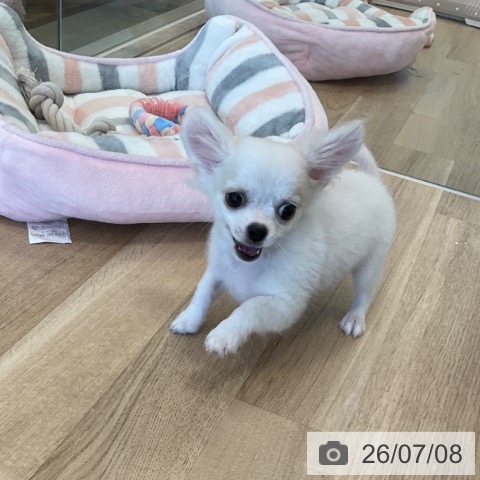 福岡県のチワワ(ロング) (ペットプラス ららぽーと福岡店/2026年4月6日生まれ/男の子/ホワイトクリーム)の子犬の3枚目の画像