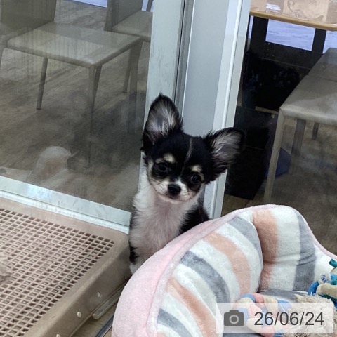 チワワの写真