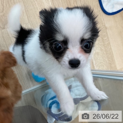 福岡県のチワワ(ロング) (ペットプラス ららぽーと福岡店/2026年4月10日生まれ/男の子/ホワイトブラック)の子犬の4枚目の画像