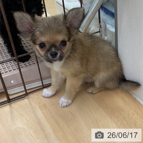福岡県のチワワ(ロング) (ペットプラス 福岡店/2026年4月11日生まれ/男の子/フォーンホワイト)の子犬の4枚目の画像