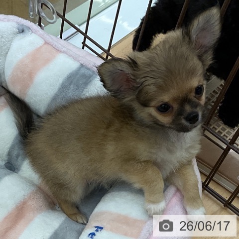 福岡県のチワワ(ロング) (ペットプラス 福岡店/2026年4月11日生まれ/男の子/フォーンホワイト)の子犬の3枚目の画像