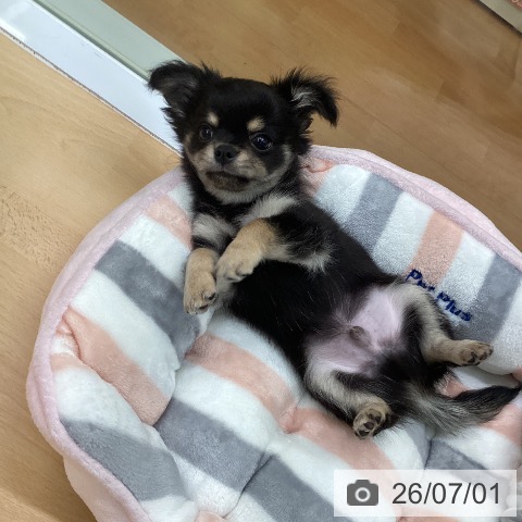 チワワの写真