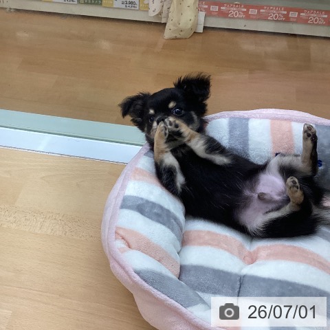 チワワの写真