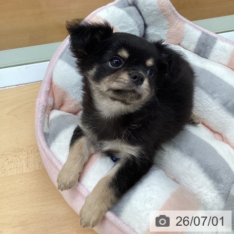 チワワの写真