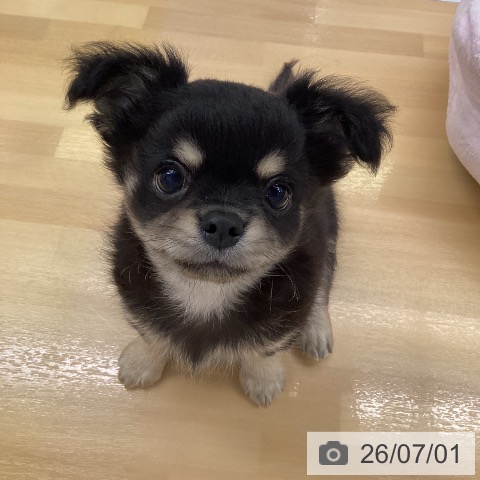 チワワの写真