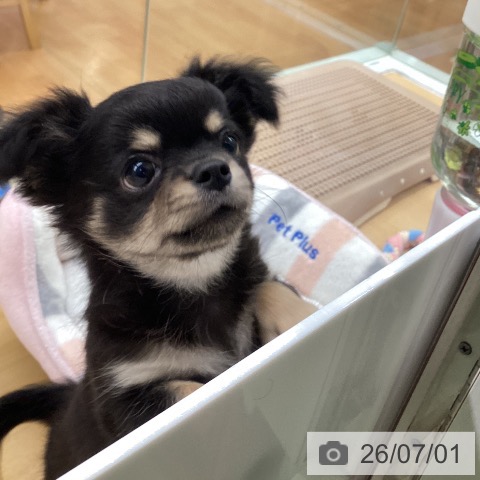 チワワの写真