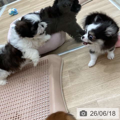 シー・ズーの写真