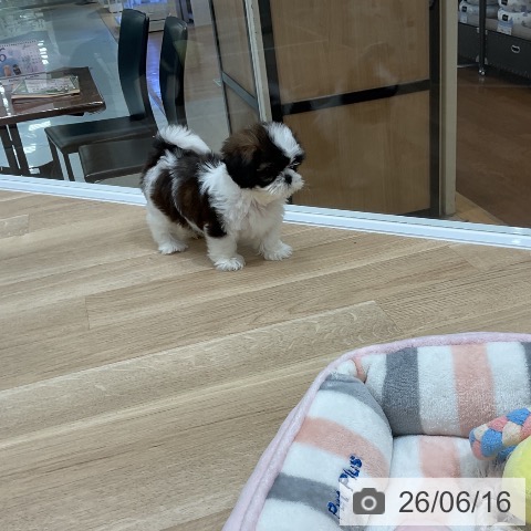 福岡県のシーズー (ペットプラス 八幡東店/2026年4月15日生まれ/女の子/ゴールドホワイト)の子犬の4枚目の画像