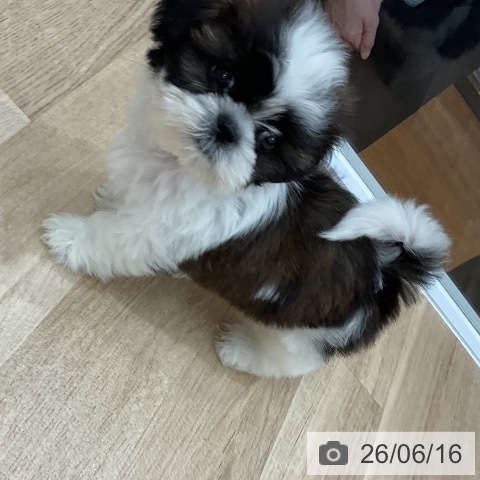 福岡県のシーズー (ペットプラス 八幡東店/2026年4月15日生まれ/女の子/ゴールドホワイト)の子犬の3枚目の画像