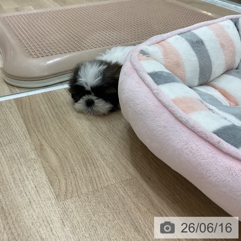 福岡県のシーズー (ペットプラス 福岡店/2026年4月15日生まれ/女の子/ゴールドホワイト)の子犬の4枚目の画像