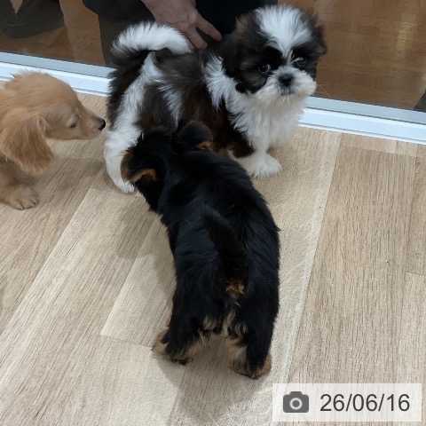 福岡県のシーズー (ペットプラス 福岡店/2026年4月15日生まれ/女の子/ゴールドホワイト)の子犬の3枚目の画像