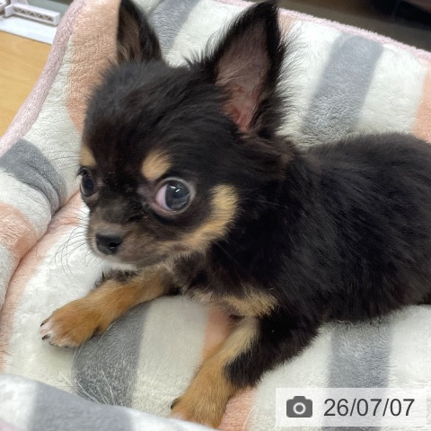 福岡県のチワワ(ロング) (ペットプラス MARK IS 福岡ももち店/2026年4月14日生まれ/女の子/ブラックタンホワイト)の子犬の3枚目の画像