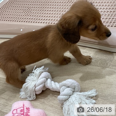ミニチュア・ダックスフンドの写真