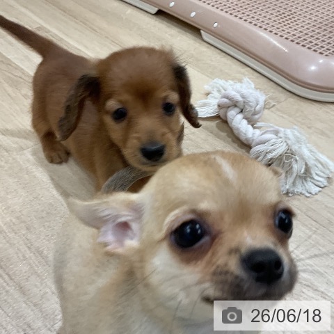ミニチュア・ダックスフンドの写真
