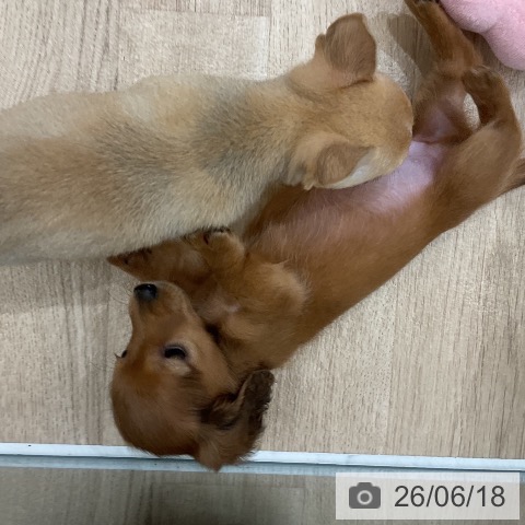 ミニチュア・ダックスフンドの写真