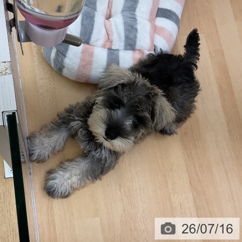 福岡県のミニチュアシュナウザー (ペットプラス 福岡店/2026年4月15日生まれ/男の子/ソルトペッパー)の子犬の4枚目の画像