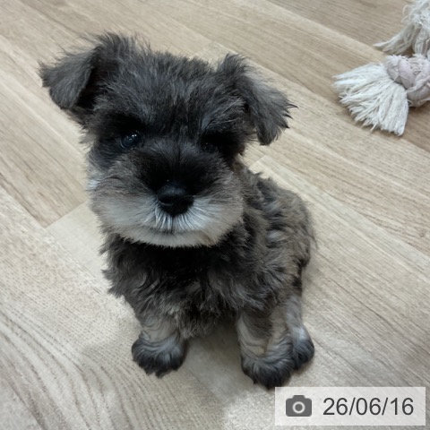 ミニチュア・シュナウザーの写真