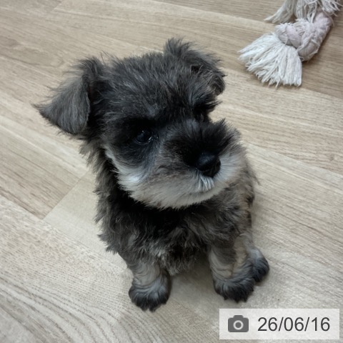 ミニチュア・シュナウザーの写真