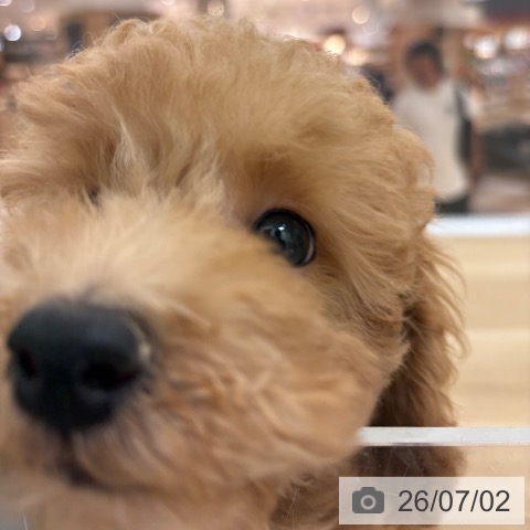 宮崎県のトイプードル(トイ) (ペットプラス 宮崎店/2026年4月14日生まれ/男の子/レッド)の子犬の4枚目の画像