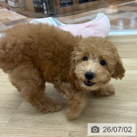 宮崎県のトイプードル(トイ) (ペットプラス 宮崎店/2026年4月14日生まれ/男の子/レッド)の子犬の3枚目の画像