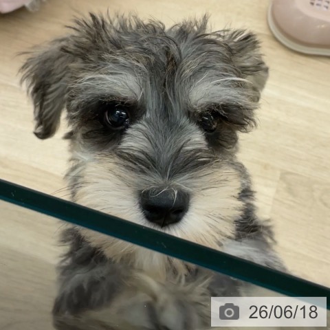 ミニチュア・シュナウザーの写真