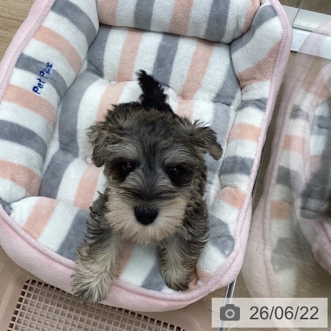 ミニチュア・シュナウザーの写真