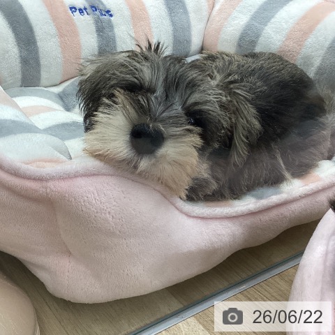 福岡県のミニチュアシュナウザー (ペットプラス 春日店/2026年4月16日生まれ/男の子/ソルトペッパー)の子犬の4枚目の画像