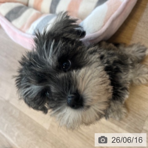 ミニチュア・シュナウザーの写真